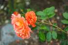 Bremerton, Washington State. Rosebushes. Art Print